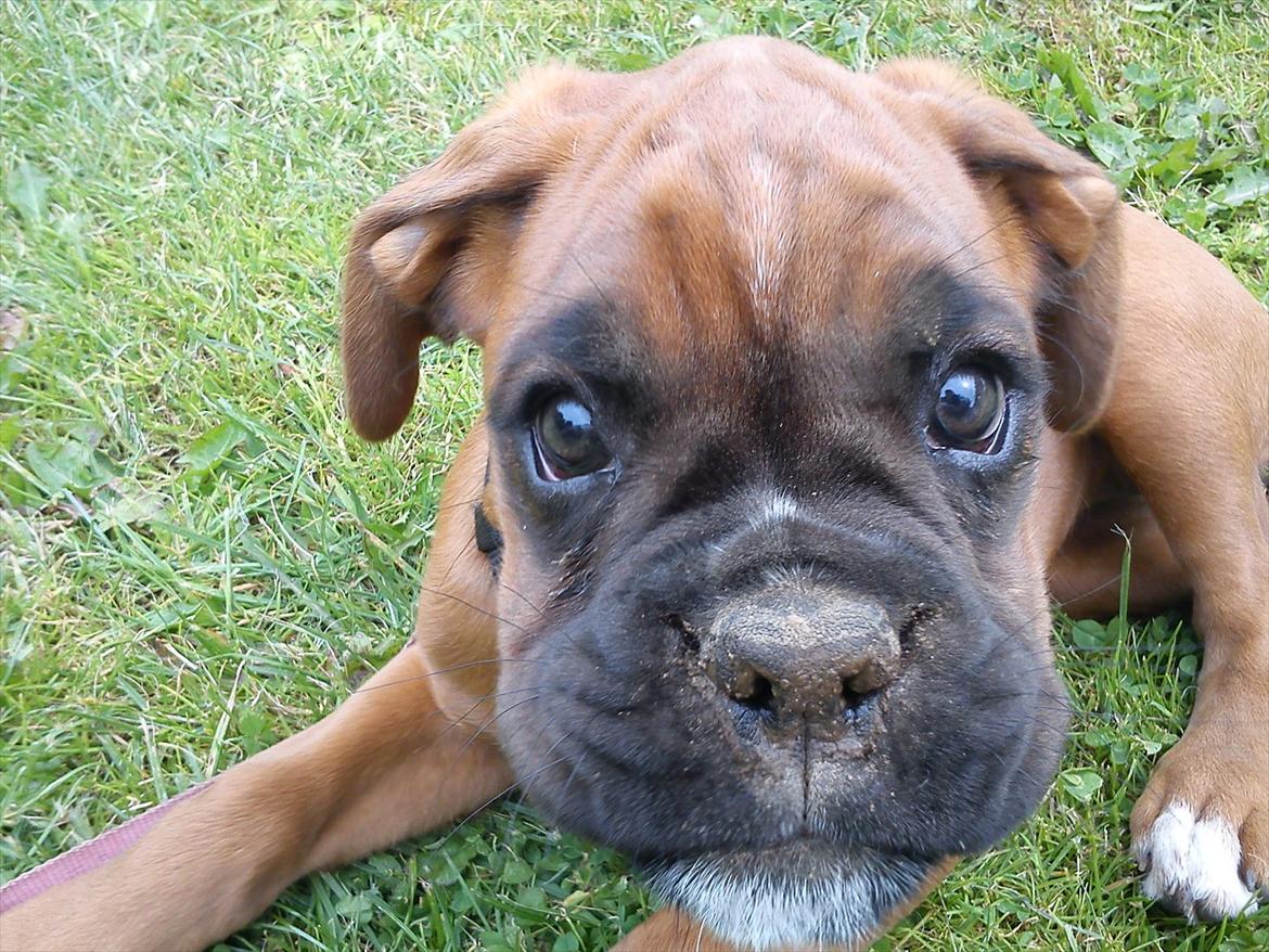 Boxer Damkjærs Rasmine billede 15