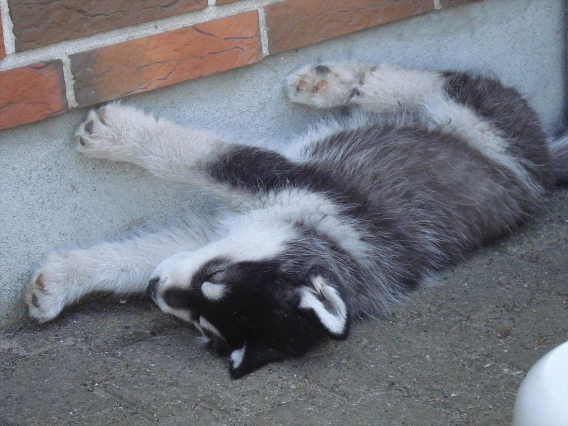 Alaskan malamute Czariks Koczmo (Luke)  billede 10