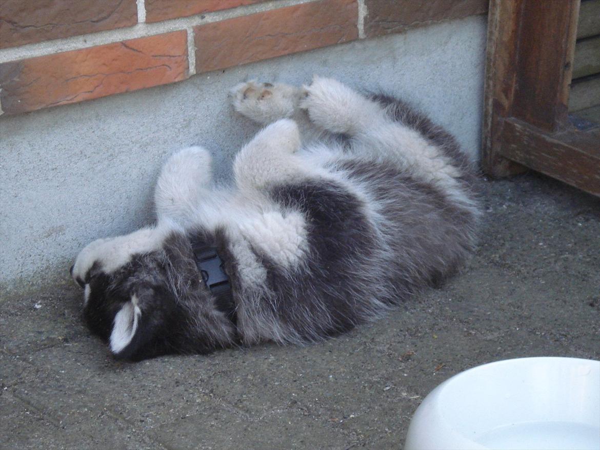 Alaskan malamute Czariks Koczmo (Luke)  billede 11