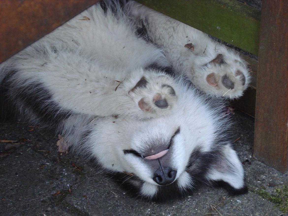 Alaskan malamute Czariks Koczmo (Luke)  - Bare rolig, jeg sover kun.  billede 12