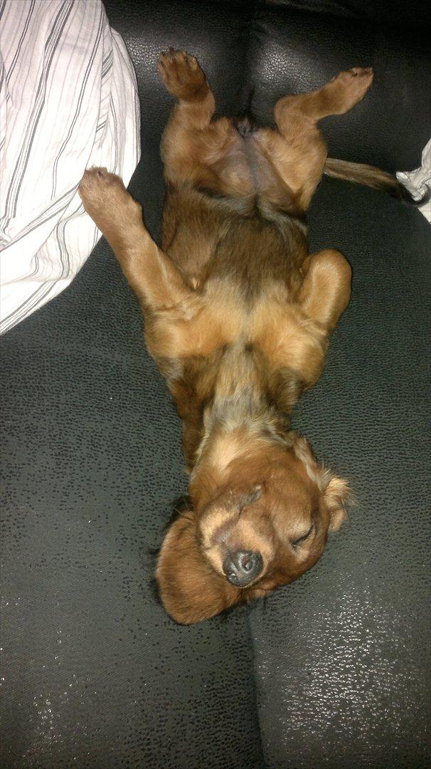 Dværggravhund Nanna - Der hygges billede 14