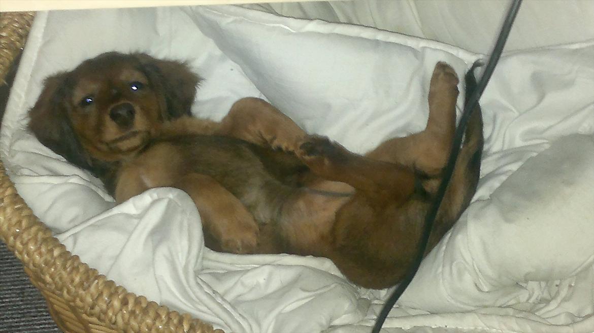 Dværggravhund Nanna - Hey! Kig væk :) billede 15