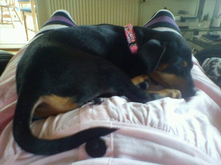 Dvaergpinscher Nellie <3 (Nellie Skovlund Asmussen) :)<3 - zZzzzzzzzZ billede 12