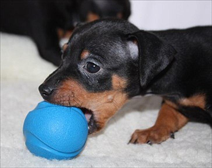 Dvaergpinscher Nellie <3 (Nellie Skovlund Asmussen) :)<3 - her er jeg helt lille billede 10