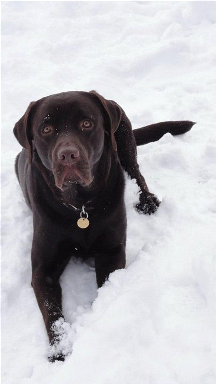 Labrador retriever Hjalte billede 1