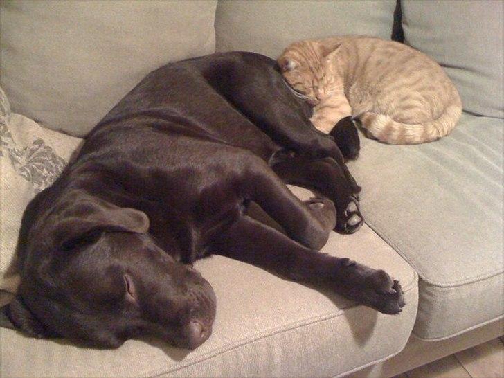 Labrador retriever Hjalte - Rigtige venner.. billede 2