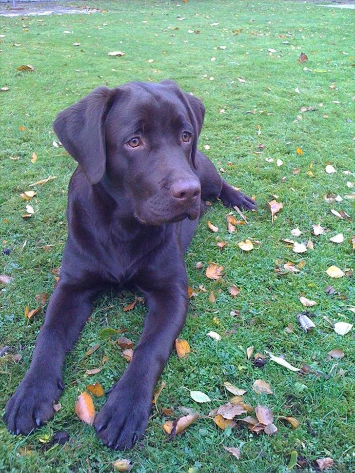Labrador retriever Hjalte - Hjalte 9 mdr billede 3