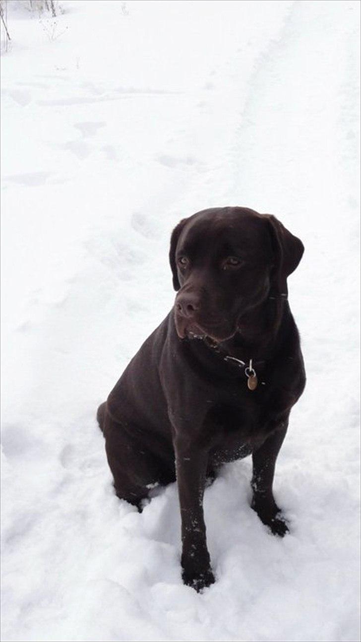 Labrador retriever Hjalte billede 4