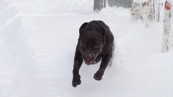Labrador retriever Hjalte - Man behøver jo ikke se lige godt ud altid ;) billede 5
