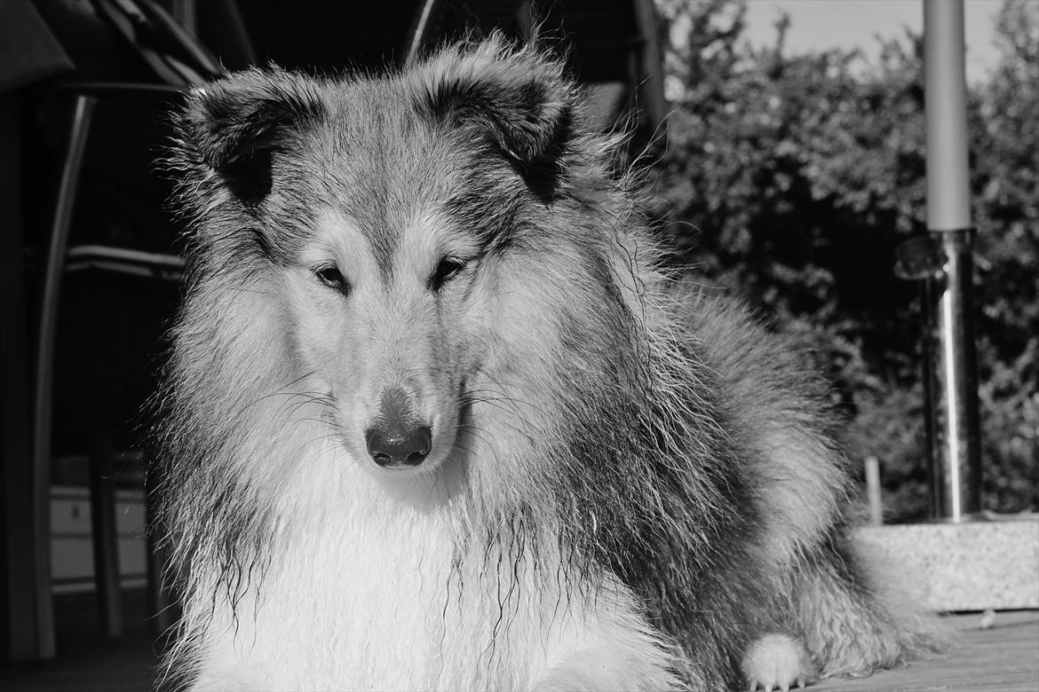 Shetland sheepdog Oscar aka. Vaps billede 18