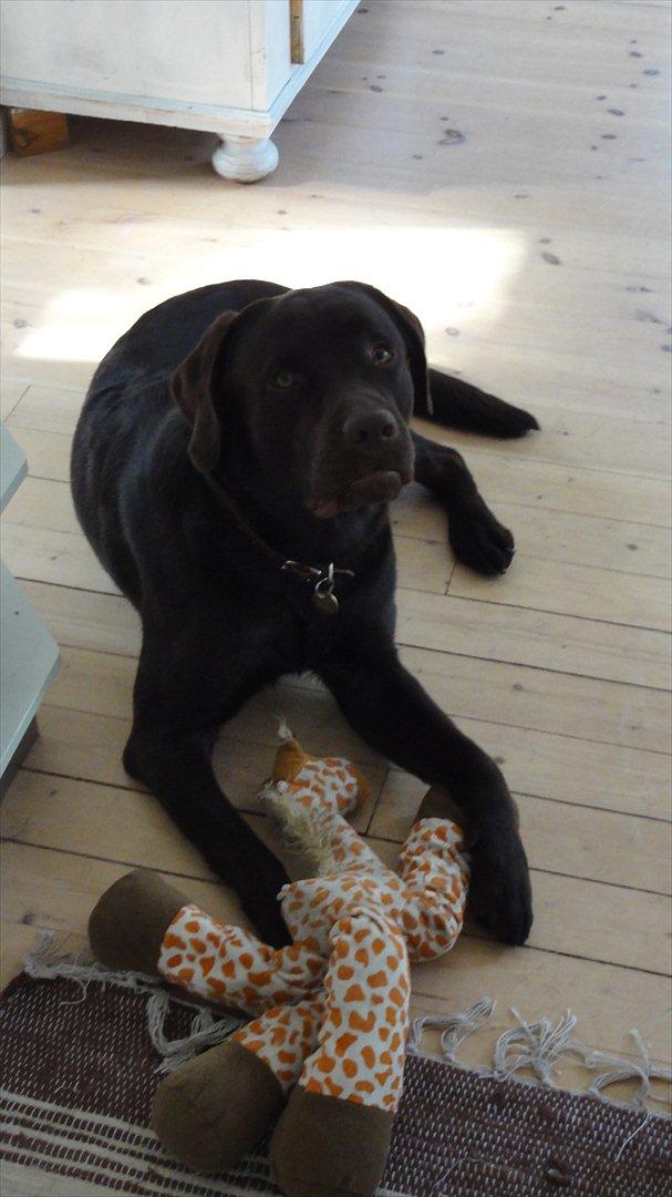 Labrador retriever Hjalte billede 6