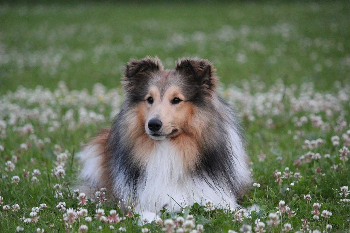 Shetland sheepdog Oscar aka. Vaps billede 19