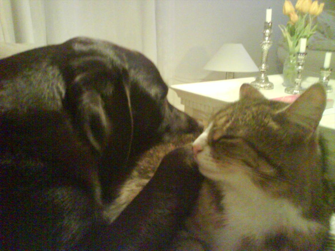 Labrador retriever Hjalte billede 7