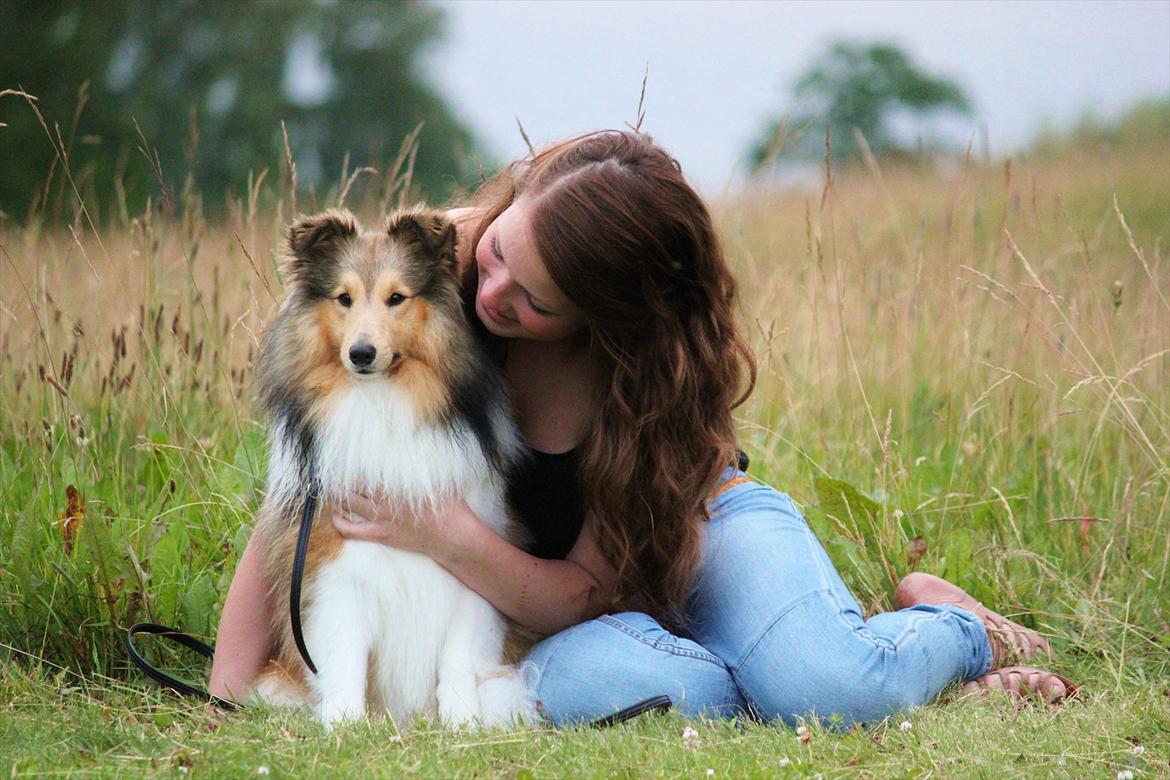 Shetland sheepdog Oscar aka. Vaps billede 20