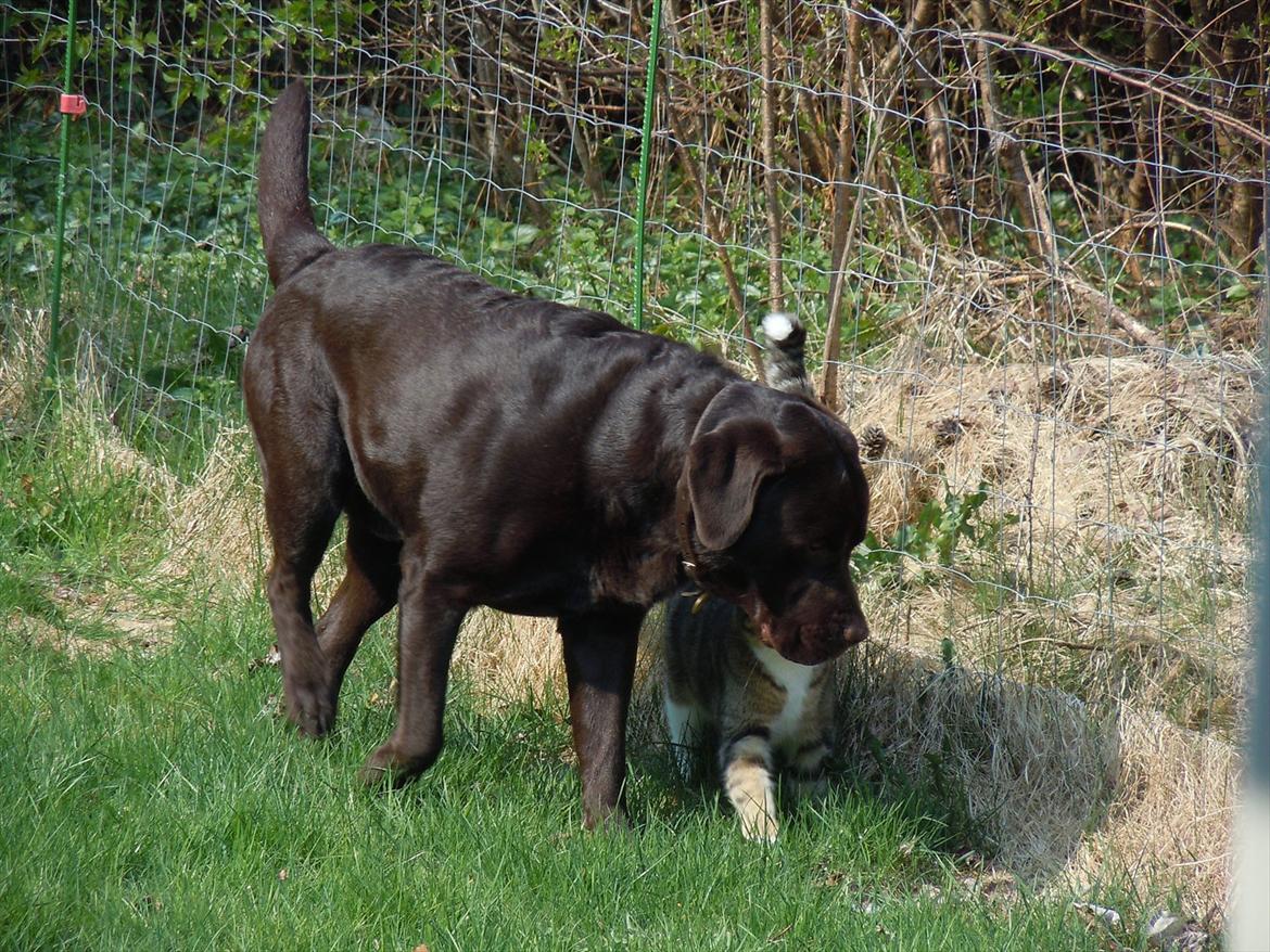 Labrador retriever Hjalte billede 8