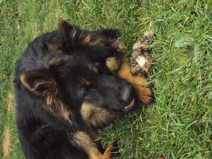 Chodsky Pes Eddie billede 6