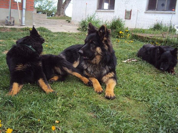 Chodsky Pes Eddie billede 1