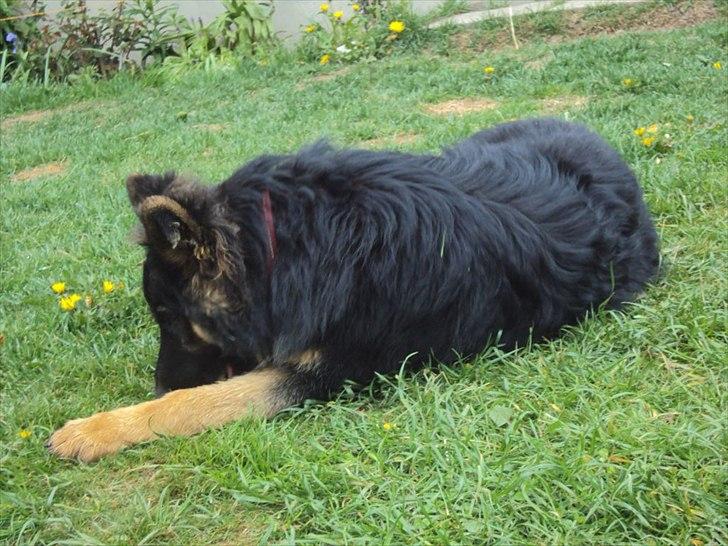 Chodsky Pes Eddie billede 7