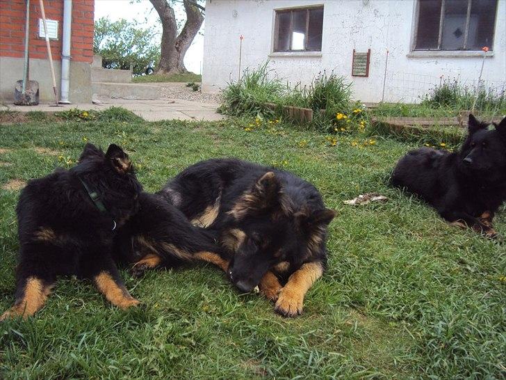 Chodsky Pes Eddie billede 8