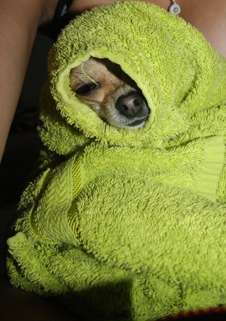 Chihuahua | Lulubell a´diva deluxe billede 2