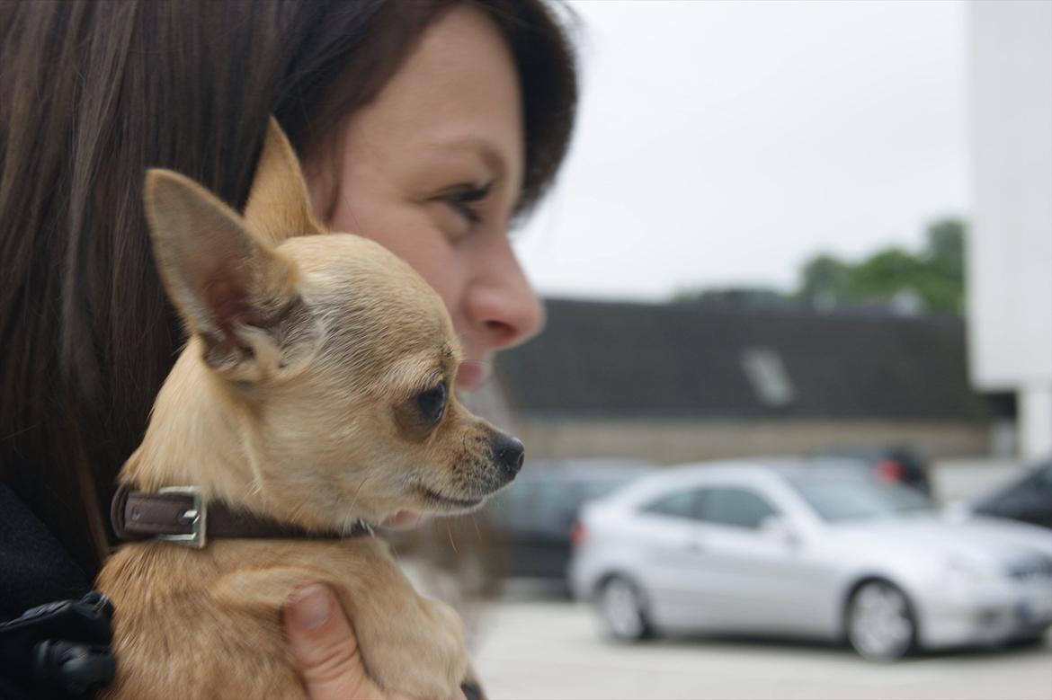 Chihuahua | Lulubell a´diva deluxe billede 18