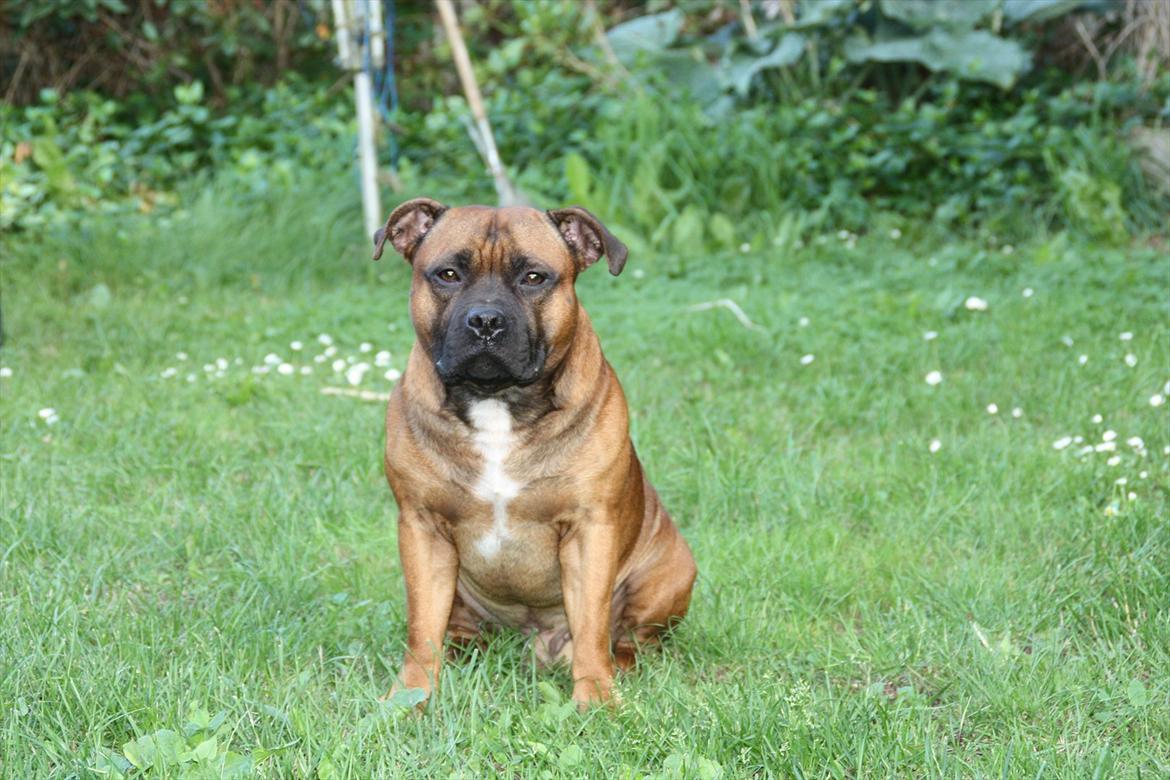 Staffordshire bull terrier Shady billede 1