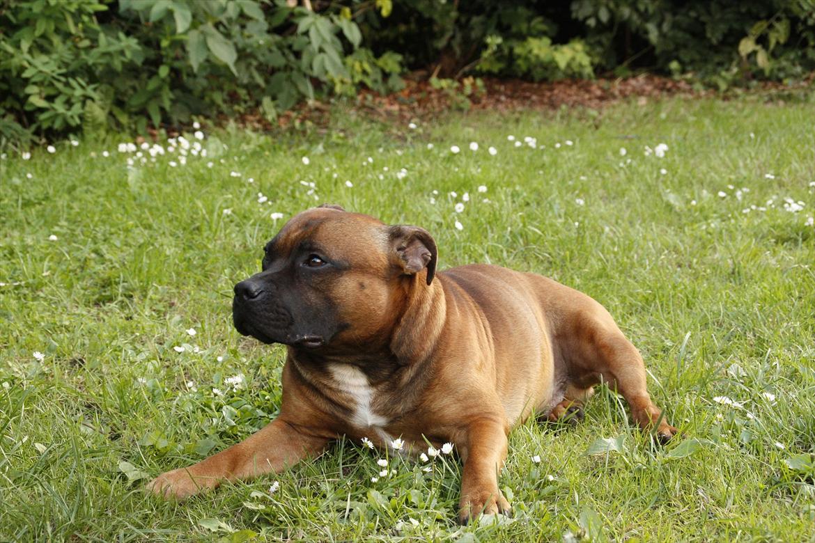 Staffordshire bull terrier Shady billede 2