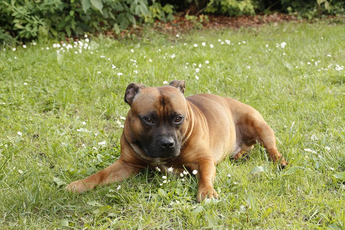 Staffordshire bull terrier Shady billede 3