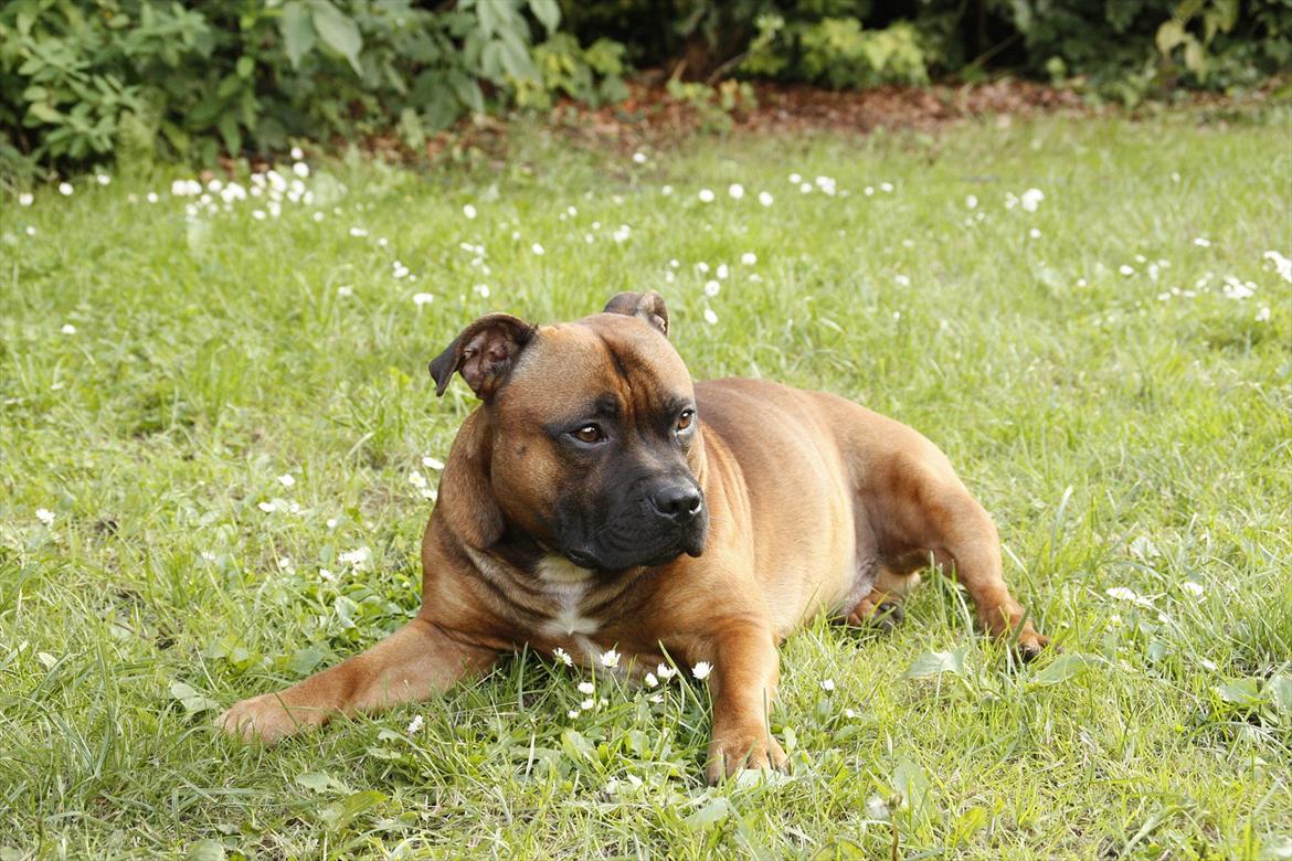 Staffordshire bull terrier Shady billede 4