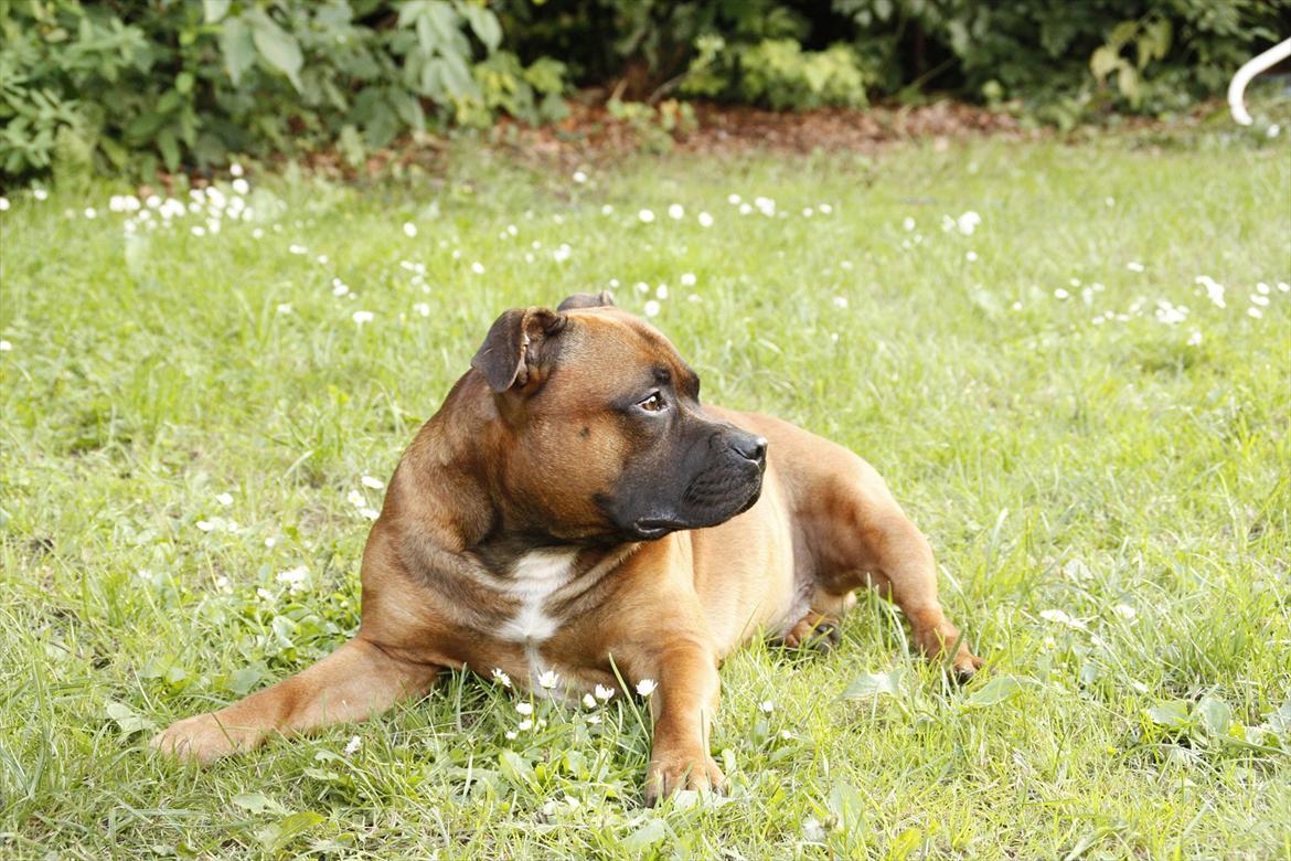 Staffordshire bull terrier Shady billede 5