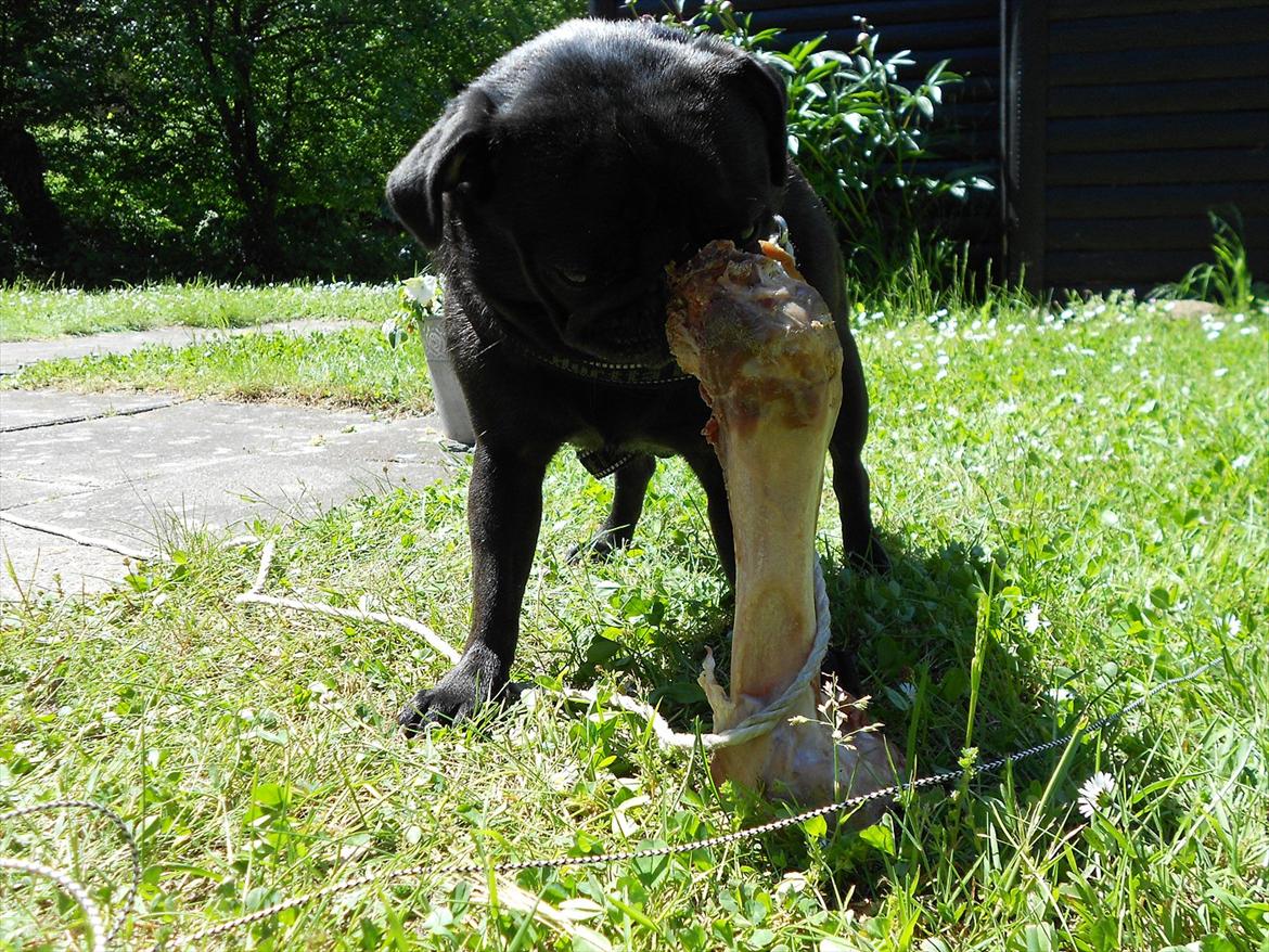 Mops Cloe - Så er der ben, mums billede 13