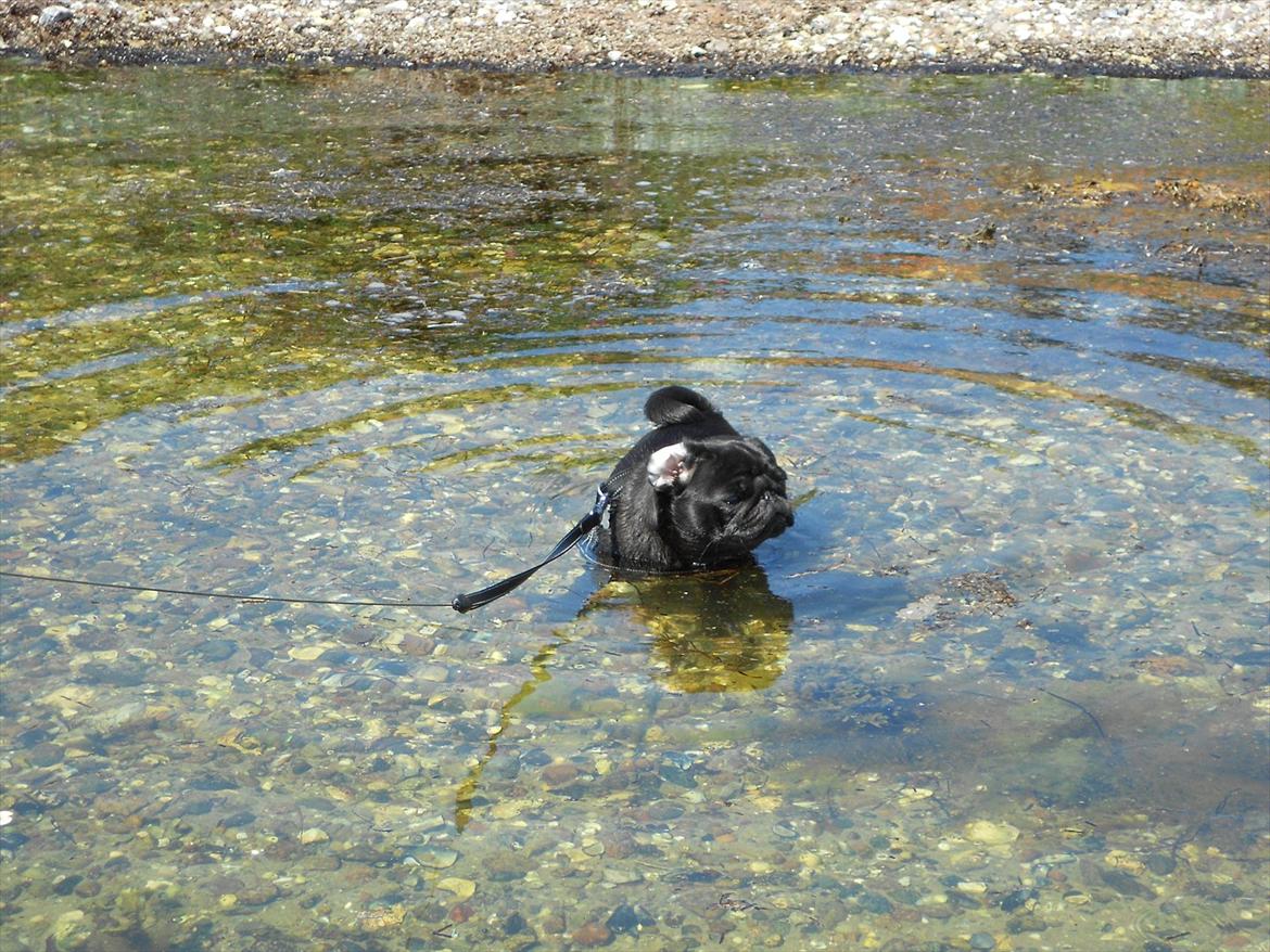 Mops Cloe - Cloes allerførste tur i vandet, halvandet år gammel billede 14