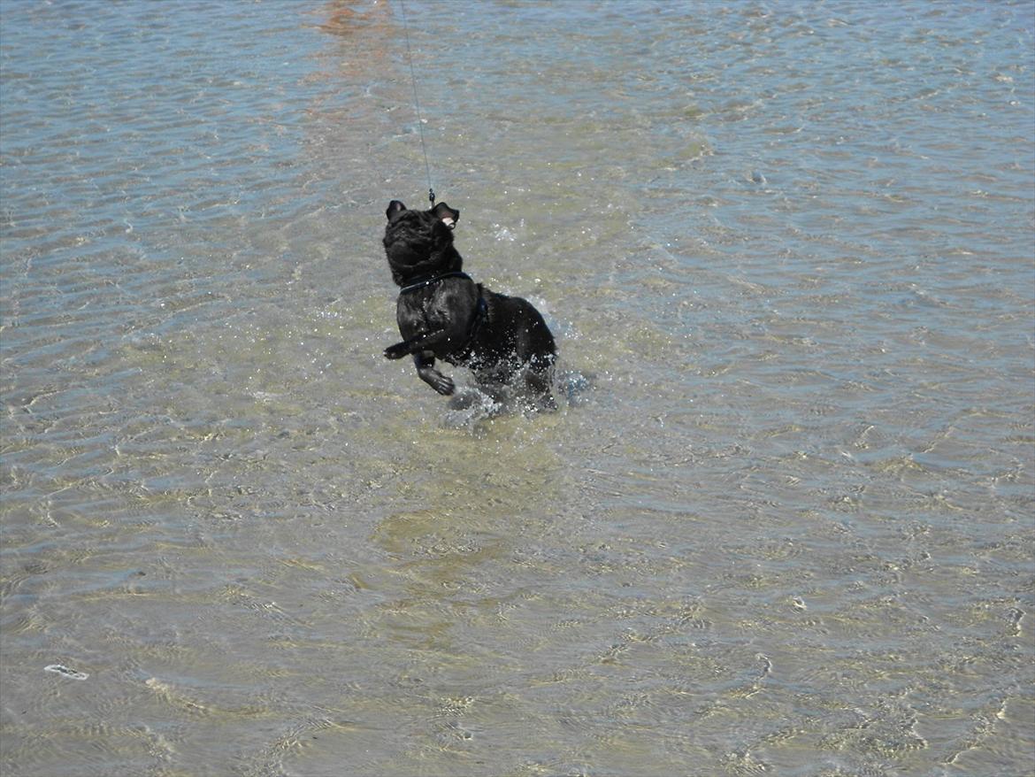 Mops Cloe billede 15