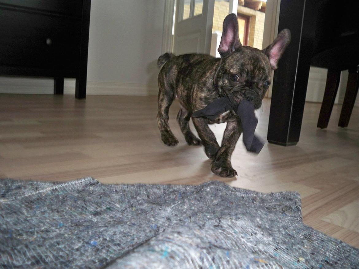 Fransk bulldog Trunte billede 1