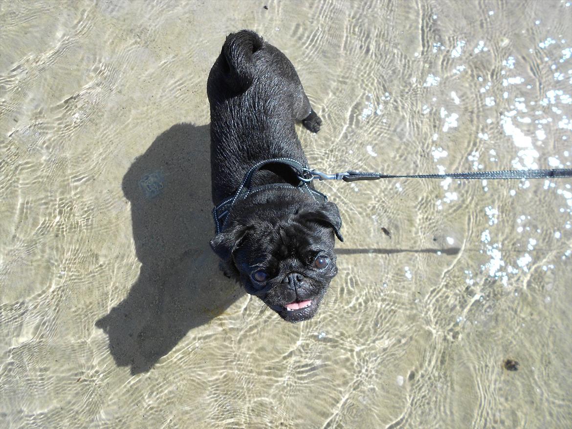 Mops Cloe billede 16