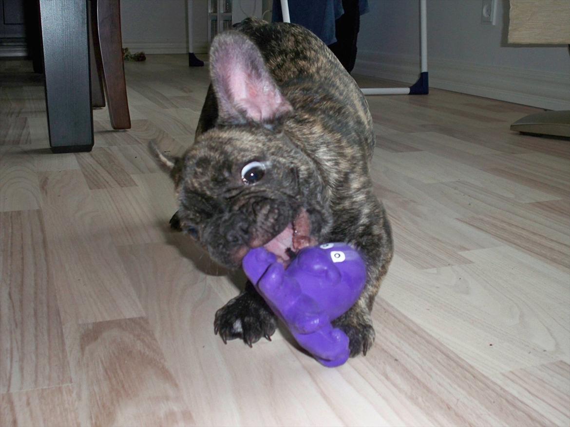 Fransk bulldog Trunte billede 2