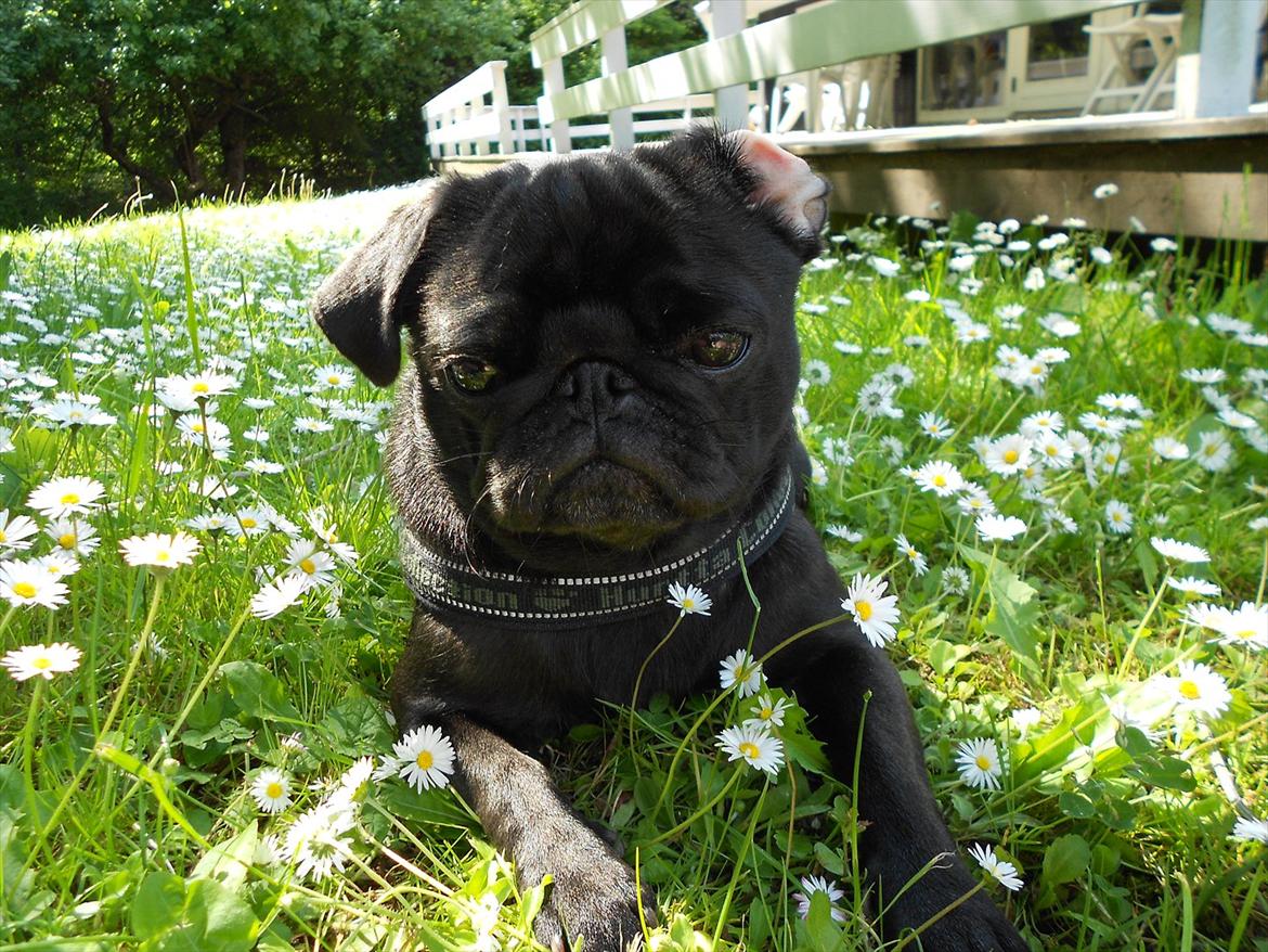 Mops Cloe billede 17