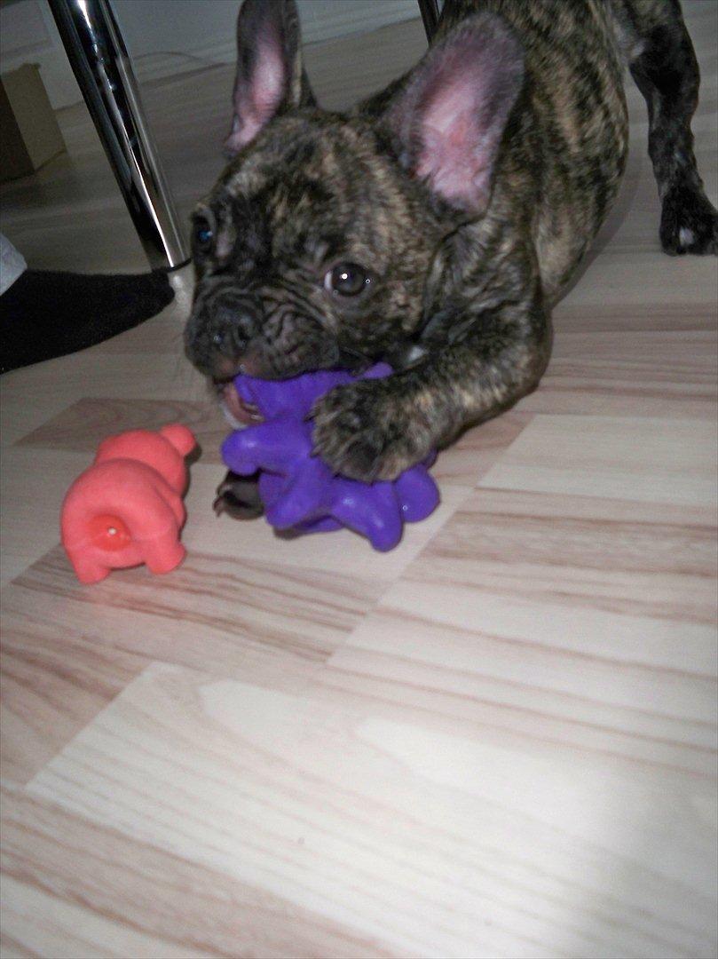 Fransk bulldog Trunte billede 3