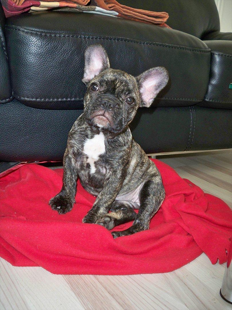 Fransk bulldog Trunte billede 4