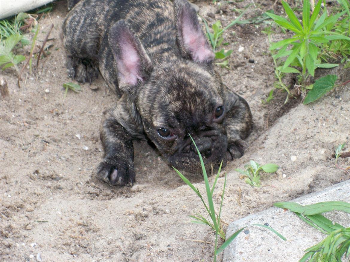Fransk bulldog Trunte billede 5