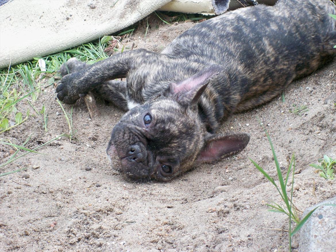 Fransk bulldog Trunte billede 6
