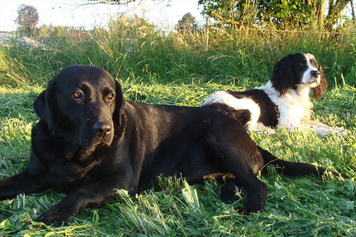 Labrador retriever Trine billede 16