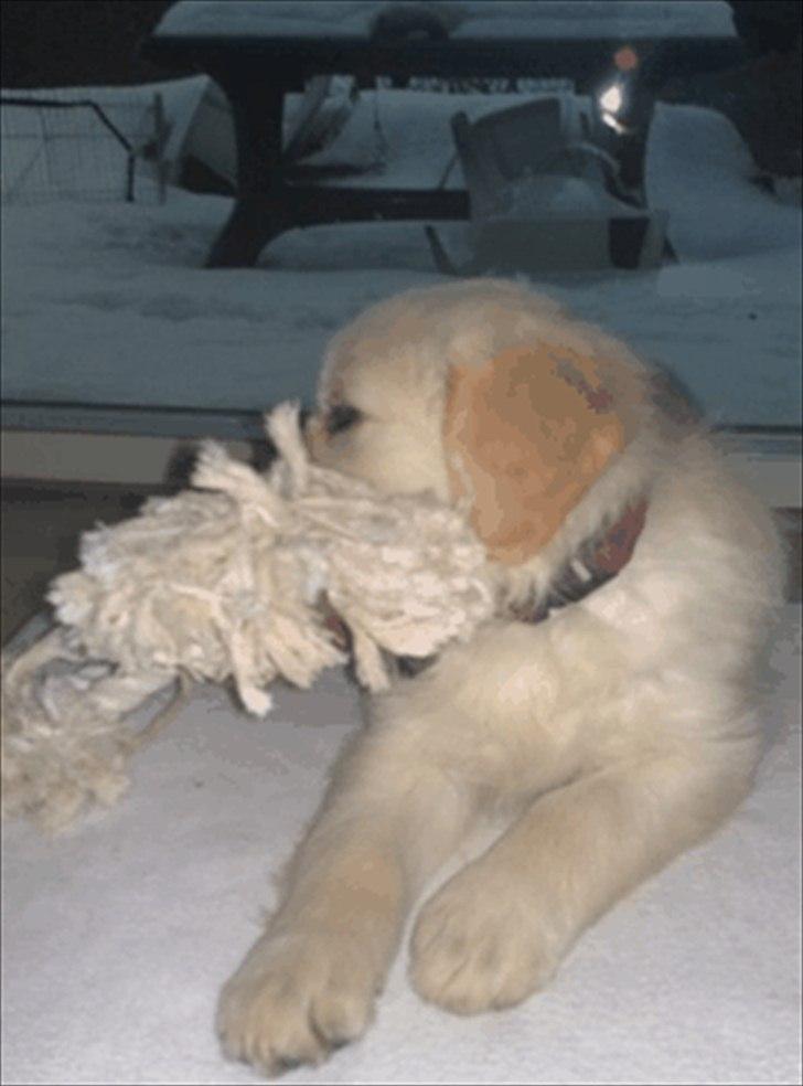 Golden retriever Bella - legende super hvalp billede 1