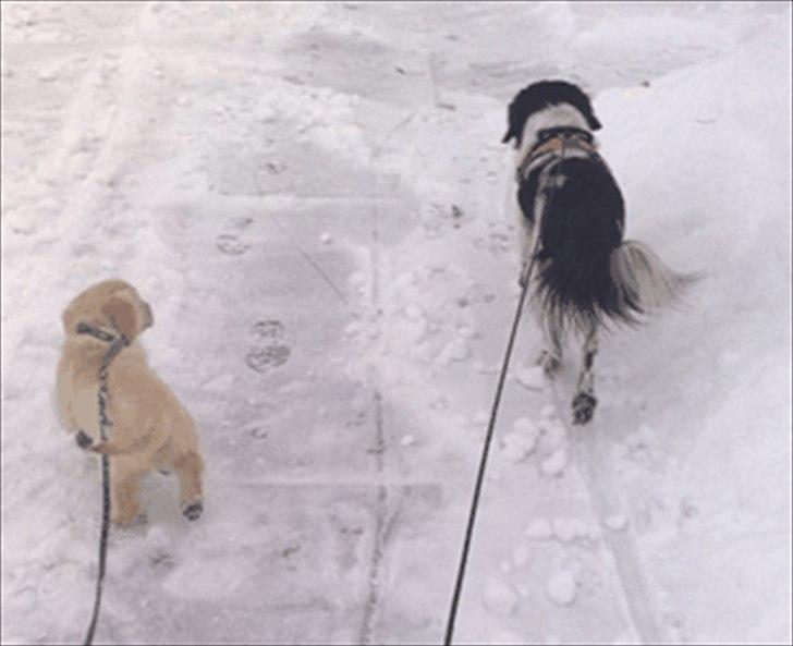 Golden retriever Bella - Første gå tur, med nye storesøster billede 2