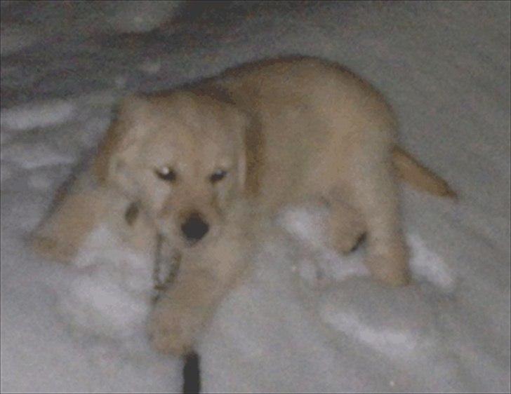 Golden retriever Bella - første gåtur, godt man kan køle af i sneen billede 3