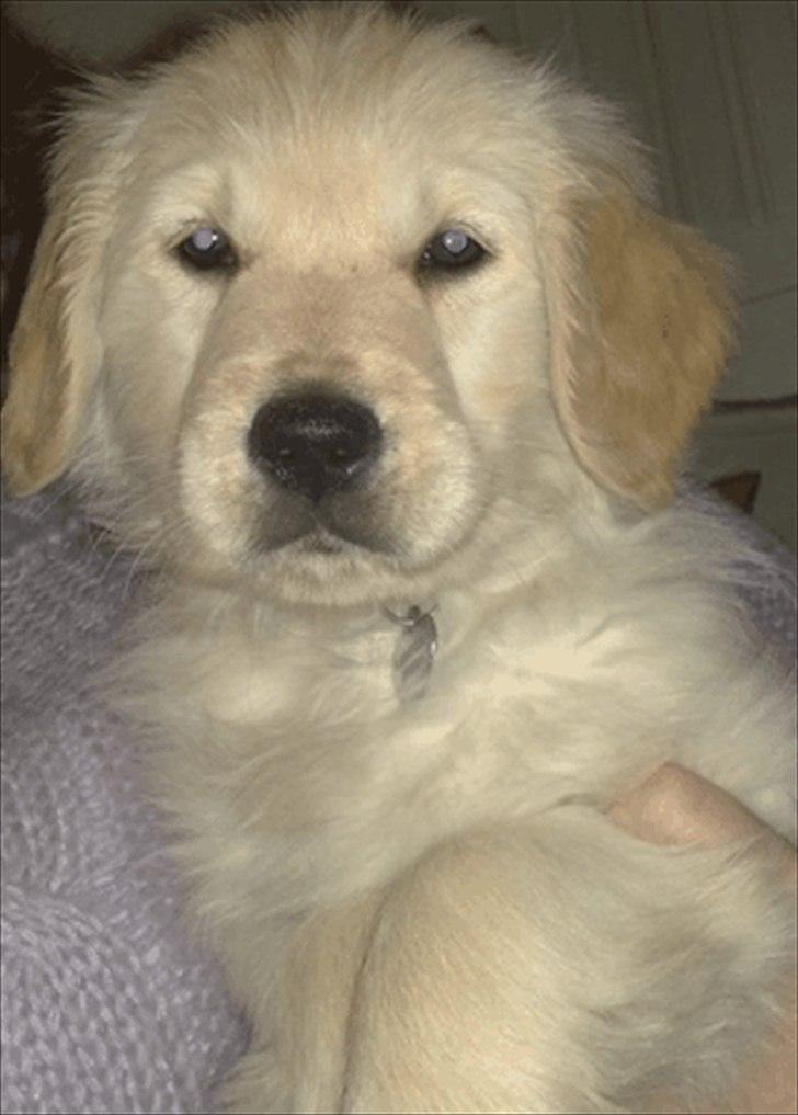 Golden retriever Bella - putte hvalp billede 4