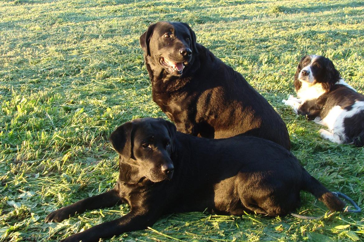 Labrador retriever Trine billede 18