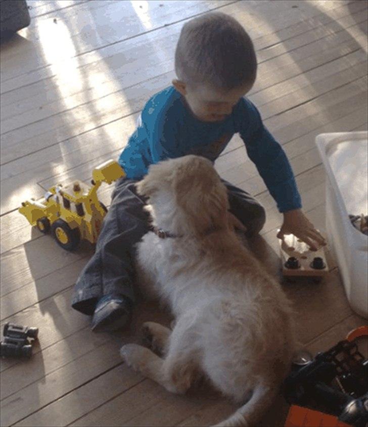 Golden retriever Bella - så leger vi og rå hygger billede 5