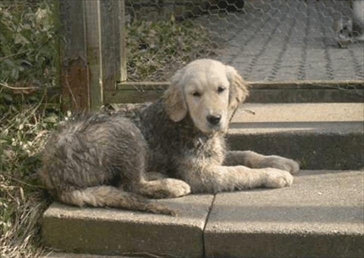 Golden retriever Bella - Puha en rigtig hård men god træningsdag billede 6
