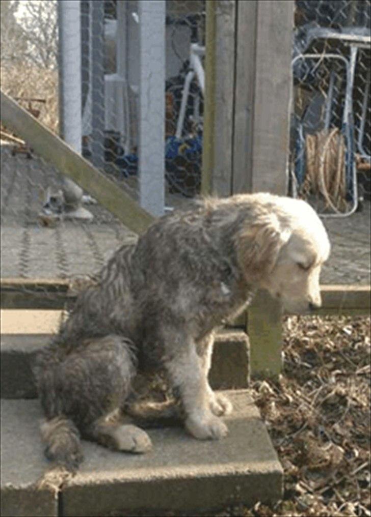 Golden retriever Bella - Puha en rigtig hård men god træningsdag billede 7